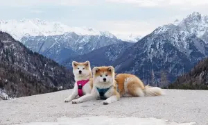 Dwa akity w kamizelkach odpoczywają na tle ośnieżonych gór w Słowenii.