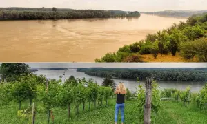Widok na Dunaj z winnicy w Sremski Karlovci. Kobieta robi zdjęcie rzece.
