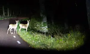 Dwa sarny na drodze w Albanii, nocą. Uważaj na niebezpieczne zwierzęta na drogach.