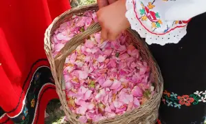 Koszyk pełen różowych płatków, zebranych w bułgarskiej Dolinie Róż.