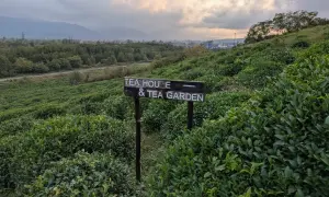 Malownicze herbaciane pola Batumi, z tabliczką "Tea House & Tea Garden", zapraszają na relaks wśród zieleni.