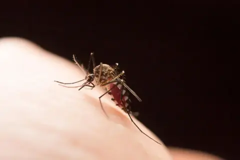 Komar na skórze, czy w Chorwacji są komary? Tak, ten owad może być uciążliwy nad Adriatykiem.