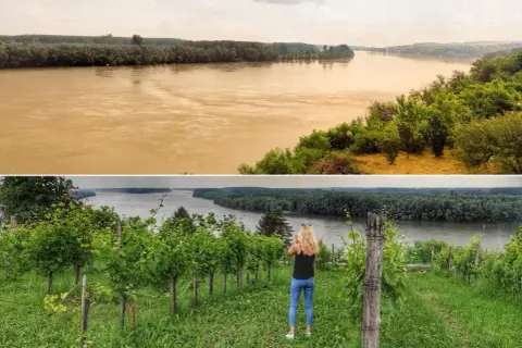 Widok na Dunaj z winnicy w Sremski Karlovci. Kobieta robi zdjęcie rzece.