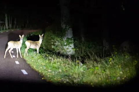 Dwa sarny na drodze w Albanii, nocą. Uważaj na niebezpieczne zwierzęta na drogach.
