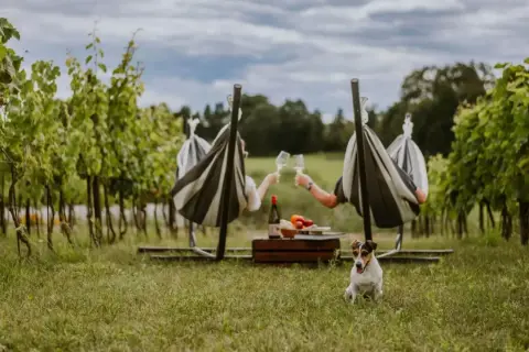 Para relaksu w winnice węgry. Para w hamakach wznosi toasty, piesek pilnuje pikniku.