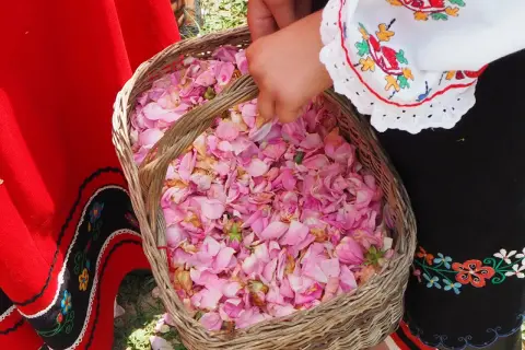 Koszyk pełen różowych płatków, zebranych w bułgarskiej Dolinie Róż.