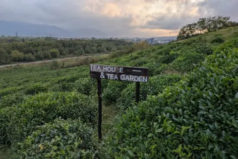Malownicze herbaciane pola Batumi, z tabliczką "Tea House & Tea Garden", zapraszają na relaks wśród zieleni.