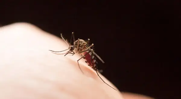 Komar na skórze, czy w Chorwacji są komary? Tak, ten owad może być uciążliwy nad Adriatykiem.