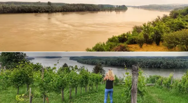 Widok na Dunaj z winnicy w Sremski Karlovci. Kobieta robi zdjęcie rzece.