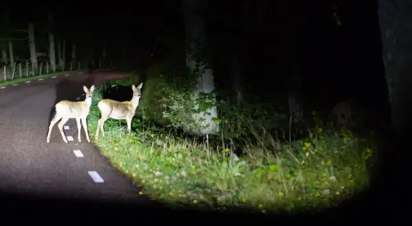 Dwa sarny na drodze w Albanii, nocą. Uważaj na niebezpieczne zwierzęta na drogach.