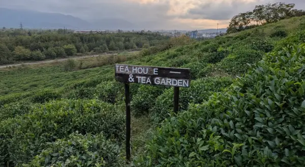 Malownicze herbaciane pola Batumi, z tabliczką "Tea House & Tea Garden", zapraszają na relaks wśród zieleni.