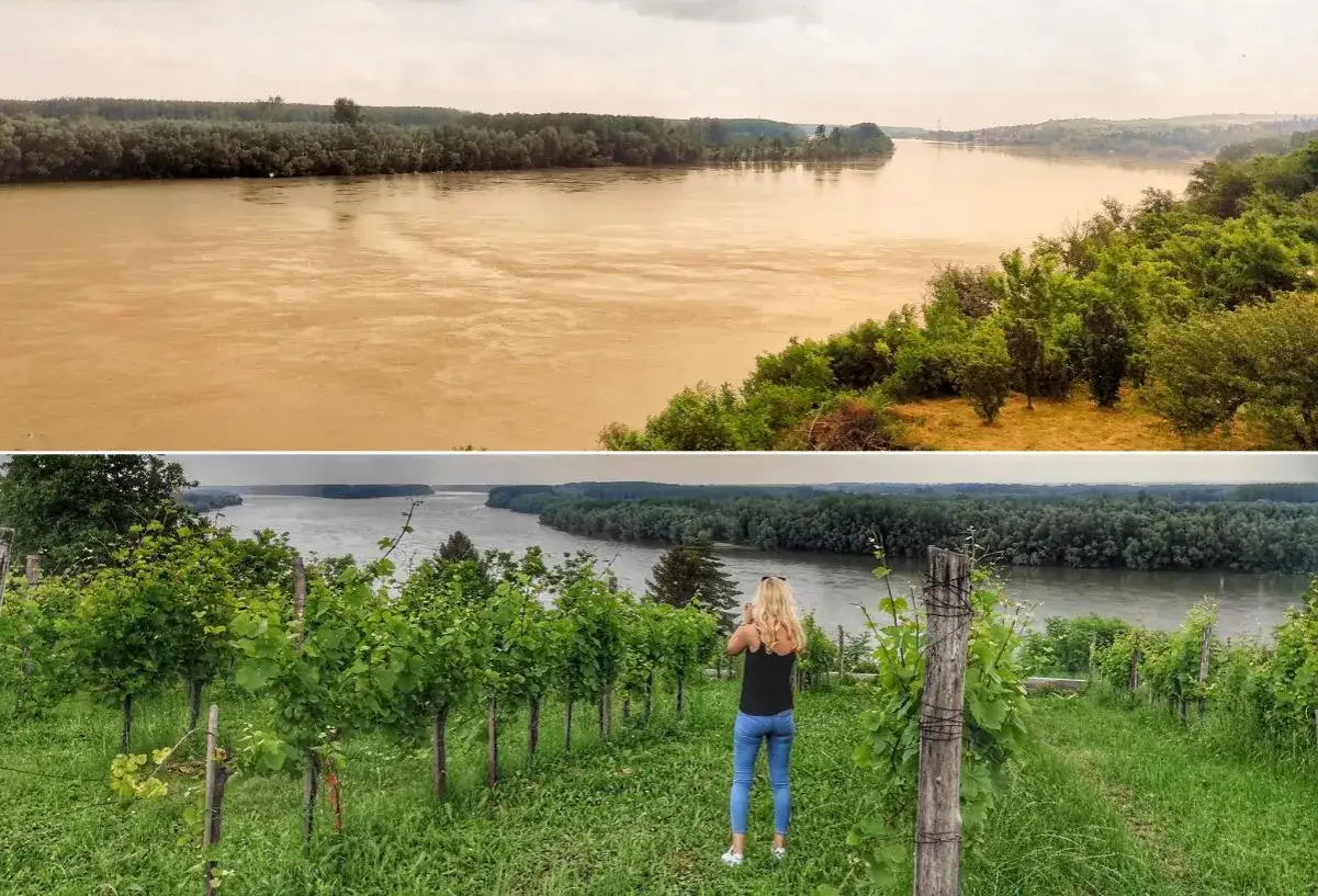 Widok na Dunaj z winnicy w Sremski Karlovci. Kobieta fotografuje rzekę.