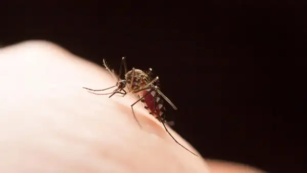 Komar na skórze, czy w Chorwacji są komary? Tak, ten owad może być uciążliwy nad Adriatykiem.
