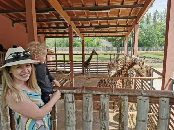 Rodzina z dzieckiem obserwuje żyrafy w zoo. Węgry, gdzie jechać na wakacje z dziećmi? Zoo w Budapeszcie to świetny pomysł!