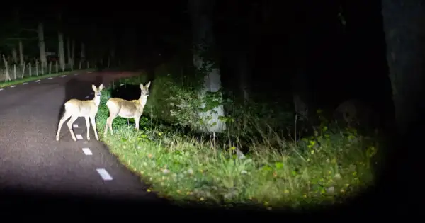 Dwa sarny na drodze w Albanii, nocą. Uważaj na niebezpieczne zwierzęta na drogach.