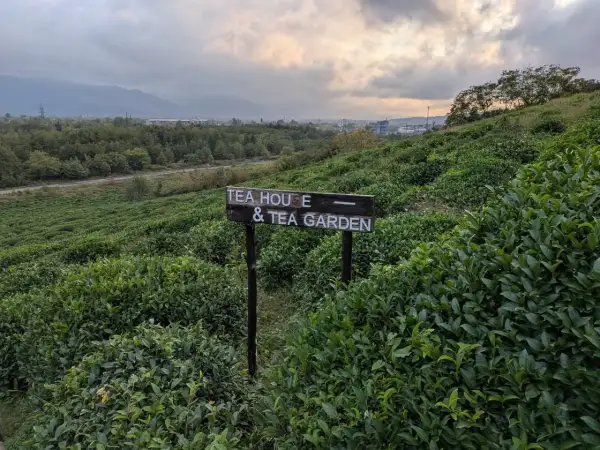 Malownicze herbaciane pola Batumi, z tabliczką "Tea House & Tea Garden", zapraszają na relaks wśród zieleni.